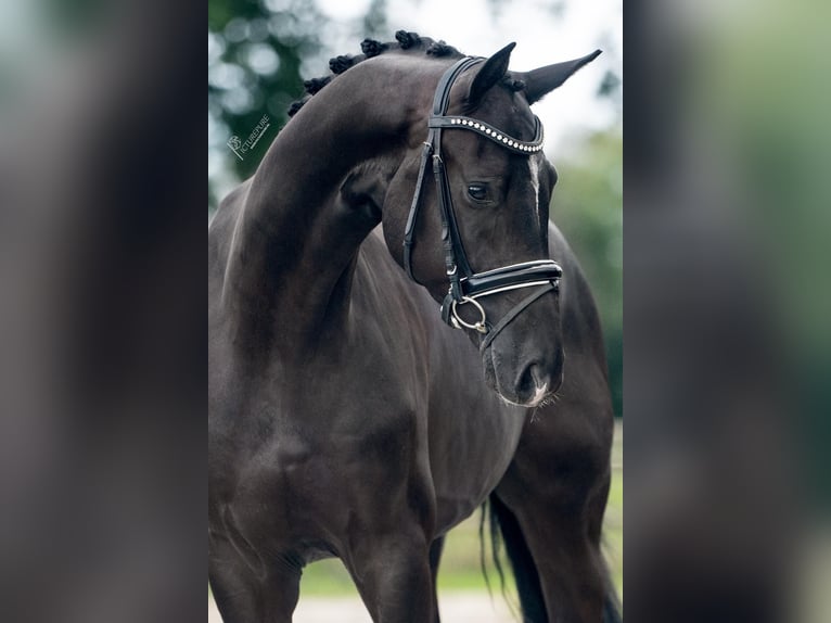 Oldenburg Castrone 4 Anni 167 cm Morello in Weert