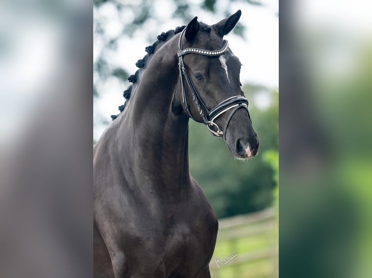 Oldenburg Castrone 4 Anni 167 cm Morello in Weert