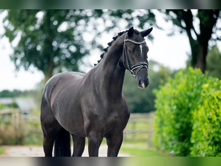 Oldenburg Castrone 4 Anni 167 cm Morello in Weert