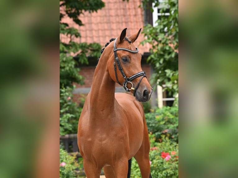 Oldenburg Castrone 4 Anni 168 cm Baio in Bad Bevensen