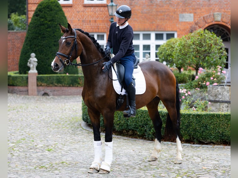 Oldenburg Castrone 4 Anni 168 cm Baio in Kirchlinteln