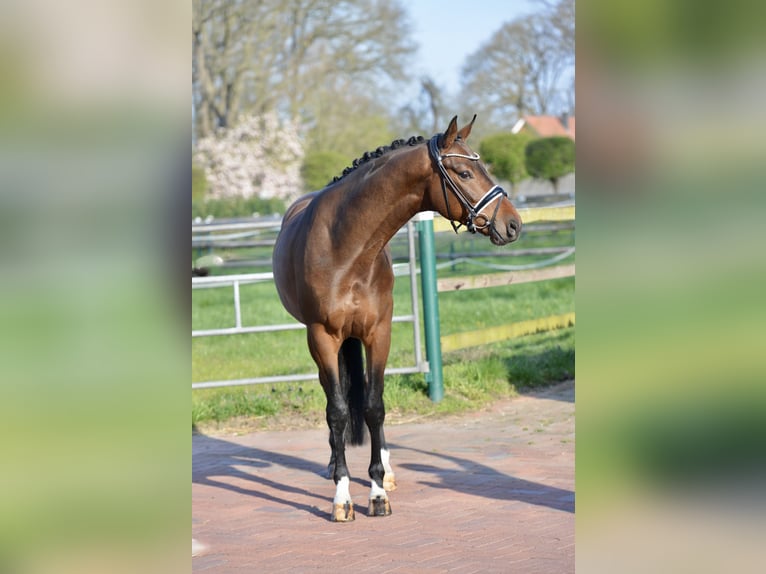 Oldenburg Castrone 4 Anni 168 cm Baio in Vechta