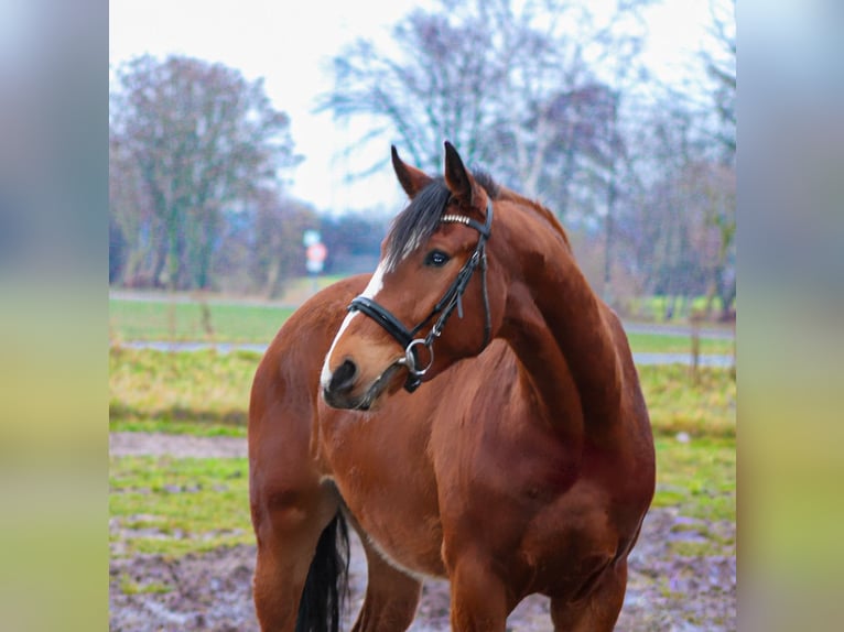 Oldenburg Castrone 4 Anni 168 cm Baio in Weiterstadt