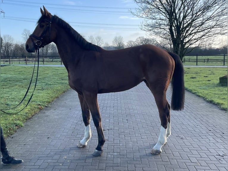 Oldenburg Castrone 4 Anni 168 cm Baio in Gescher