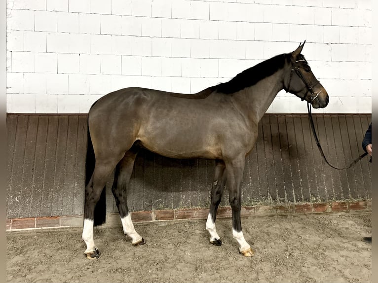 Oldenburg Castrone 4 Anni 168 cm Baio in Lohne (Oldenburg)