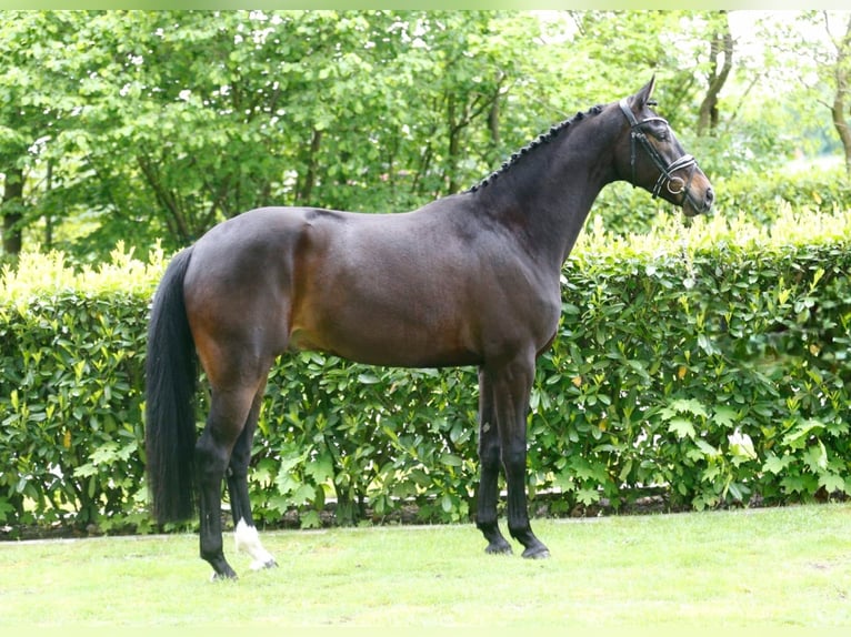 Oldenburg Castrone 4 Anni 168 cm Baio scuro in Bramsche