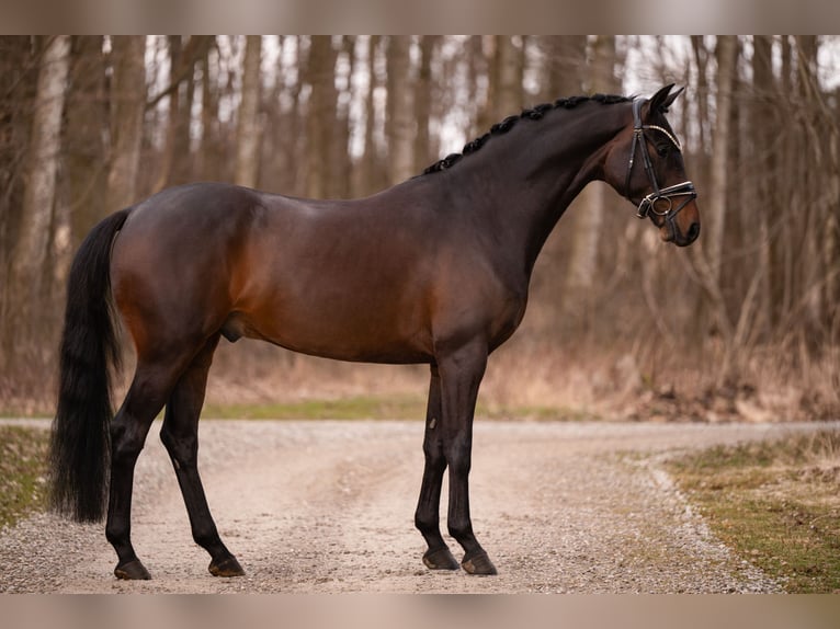 Oldenburg Castrone 4 Anni 168 cm Baio scuro in Wehringen