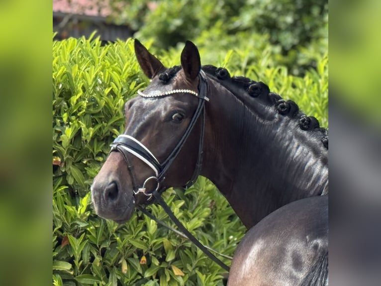 Oldenburg Castrone 4 Anni 168 cm Baio scuro in Visbeki