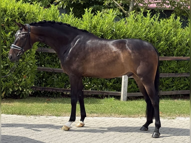 Oldenburg Castrone 4 Anni 168 cm Baio scuro in Visbeki