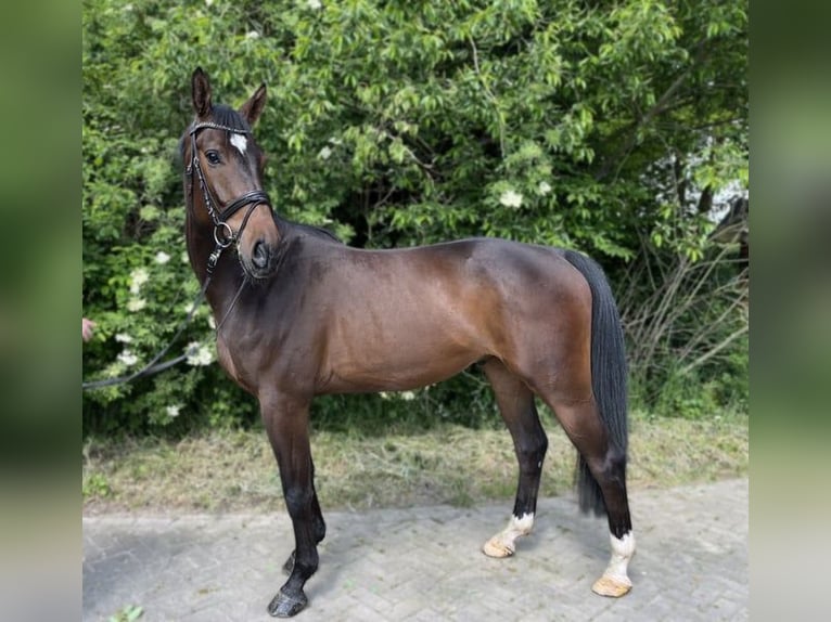 Oldenburg Castrone 4 Anni 168 cm Baio scuro in Dwergte