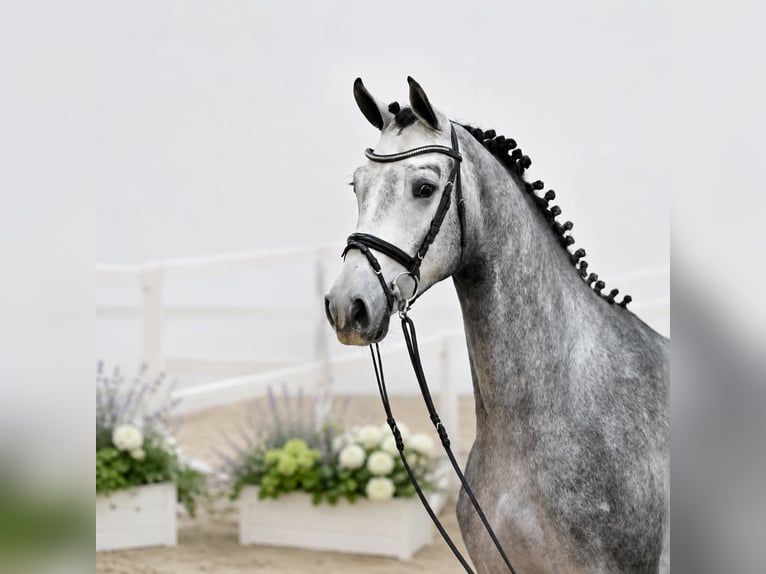 Oldenburg Castrone 4 Anni 168 cm Grigio in GŁUBCZYN