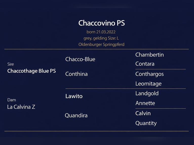 Oldenburg Castrone 4 Anni 168 cm Grigio in KRAJENKA