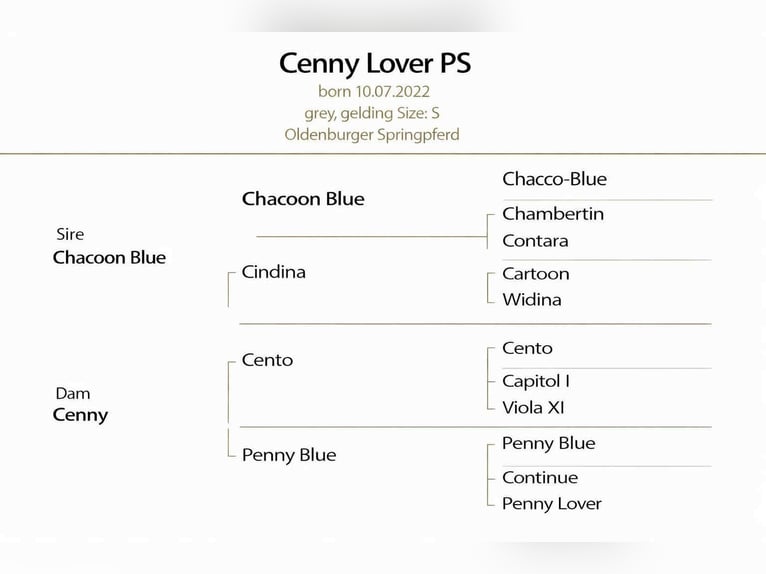 Oldenburg Castrone 4 Anni 168 cm Grigio in KRAJENKA