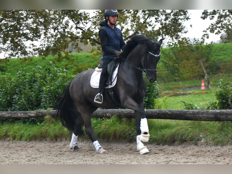 Oldenburg Castrone 4 Anni 168 cm Morello in Neuss