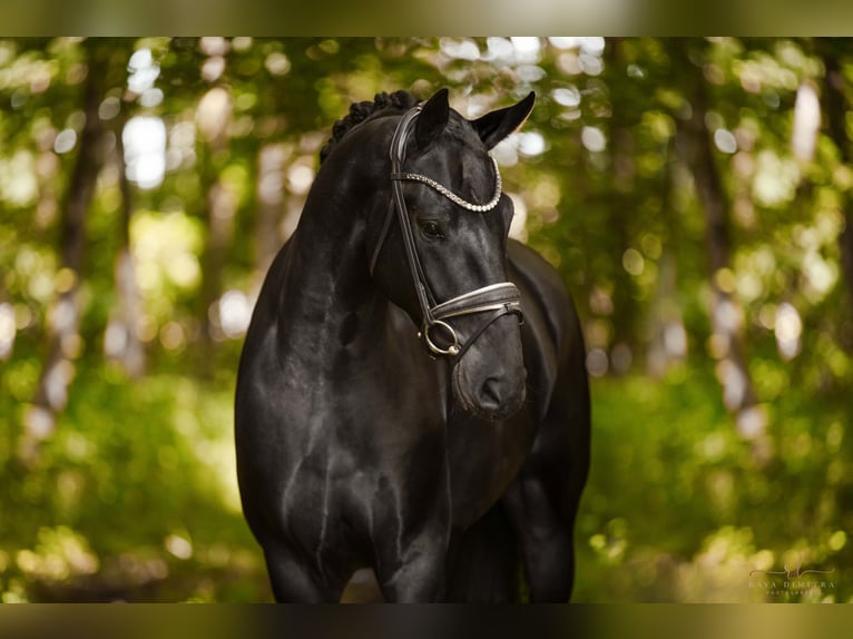 Oldenburg Castrone 4 Anni 168 cm Morello in Wehringen