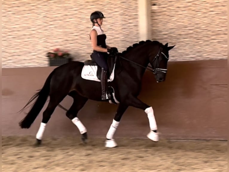 Oldenburg Castrone 4 Anni 168 cm Morello in Wehringen