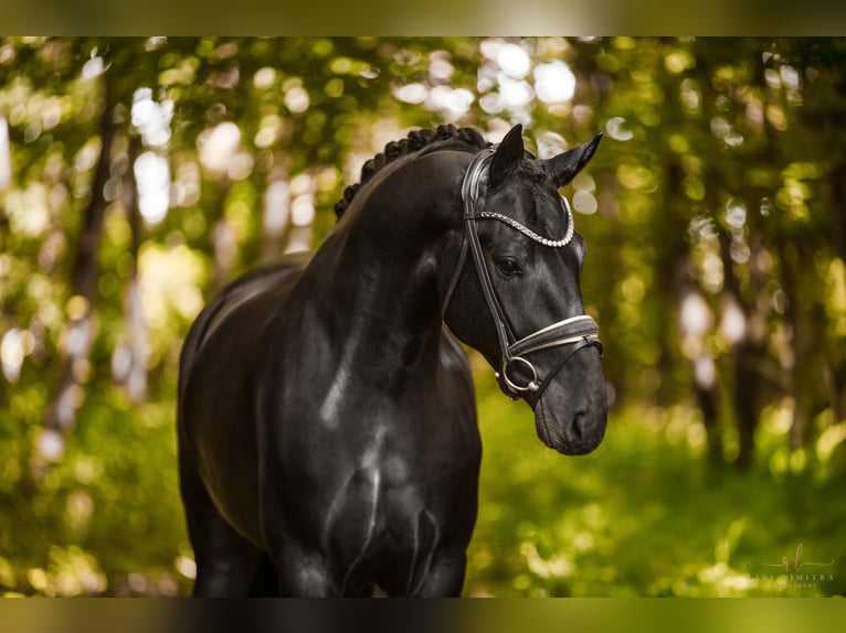Oldenburg Castrone 4 Anni 168 cm Morello in Wehringen