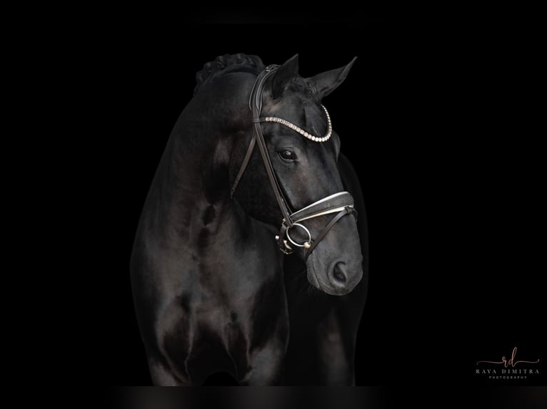 Oldenburg Castrone 4 Anni 168 cm Morello in Wehringen