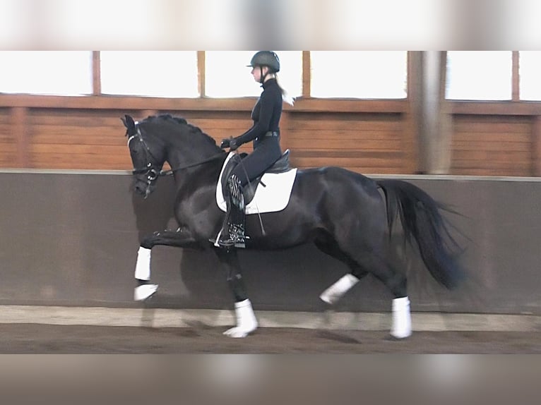 Oldenburg Castrone 4 Anni 168 cm Morello in Meinersen