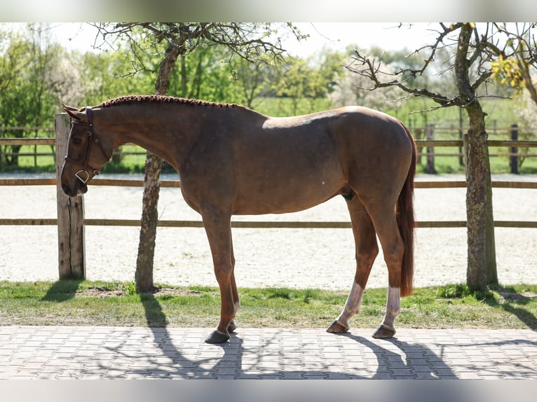 Oldenburg Castrone 4 Anni 168 cm Sauro in Lastrup