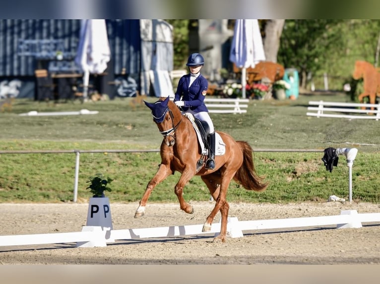 Oldenburg Castrone 4 Anni 168 cm Sauro scuro in Haiger