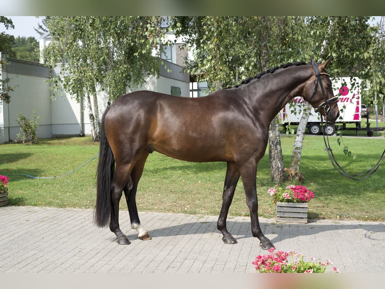 Oldenburg Castrone 4 Anni 169 cm Baio in Groß Kreutz