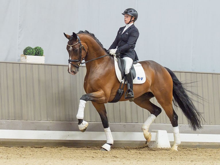 Oldenburg Castrone 4 Anni 169 cm Baio in Mnster-Handorf