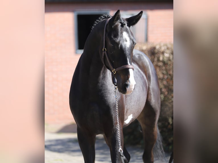 Oldenburg Castrone 4 Anni 169 cm Baio nero in Zieuwent