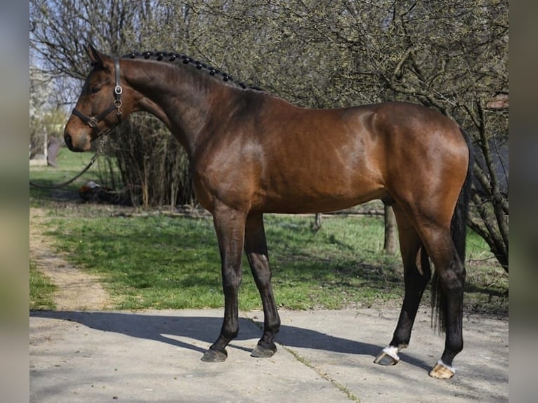 Oldenburg Castrone 4 Anni 169 cm Baio scuro in Szarvas