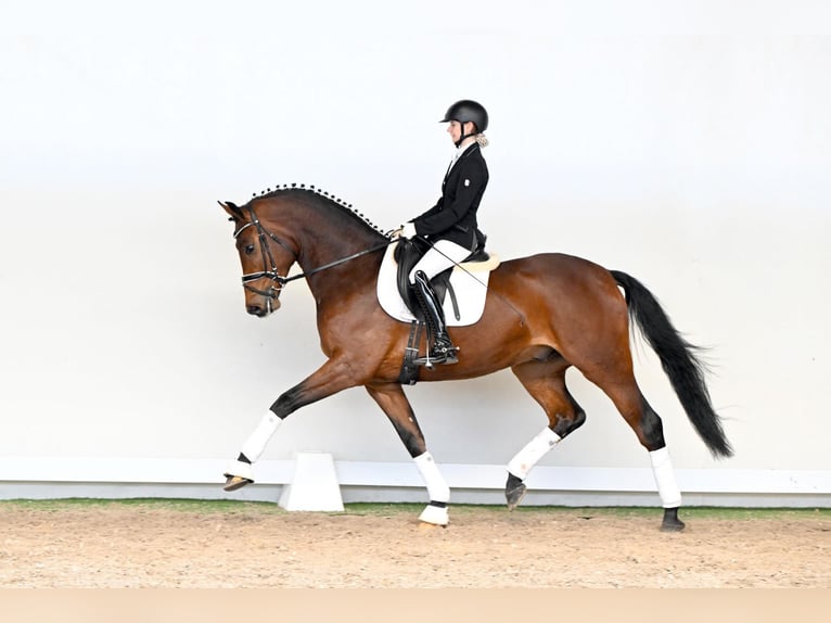 Oldenburg Castrone 4 Anni 169 cm  in Saerbeck