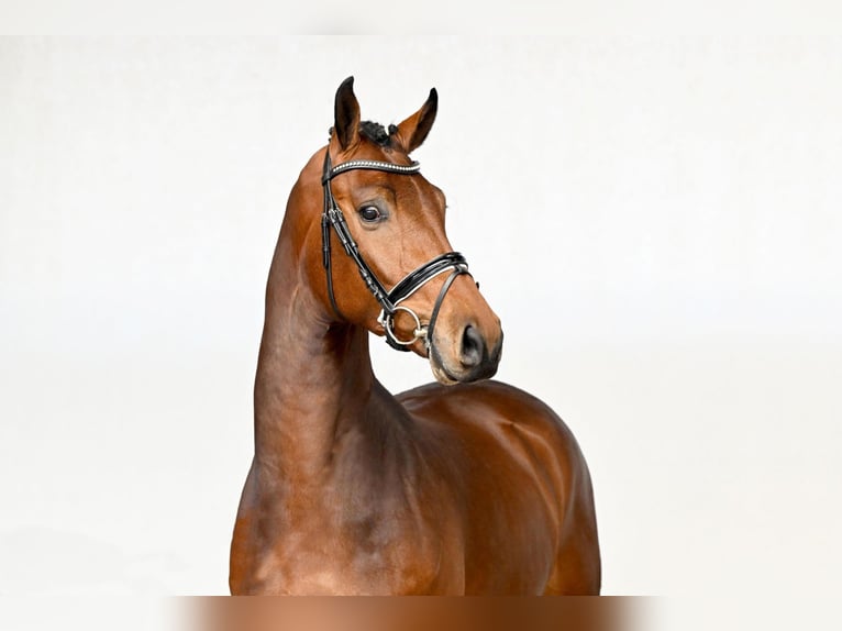 Oldenburg Castrone 4 Anni 169 cm  in Saerbeck