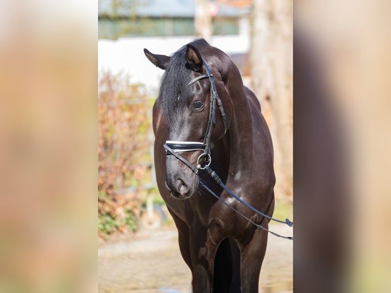 Oldenburg Castrone 4 Anni 169 cm Morello in Elmlohe