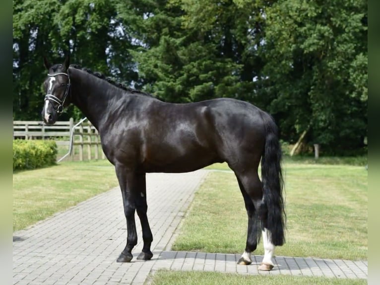 Oldenburg Castrone 4 Anni 169 cm Morello in Stuhr