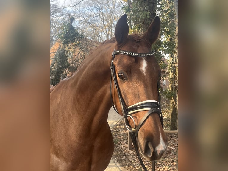 Oldenburg Castrone 4 Anni 169 cm Sauro in Bassum