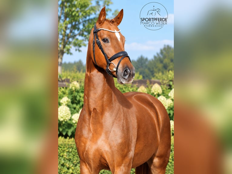 Oldenburg Castrone 4 Anni 169 cm Sauro scuro in Löningen