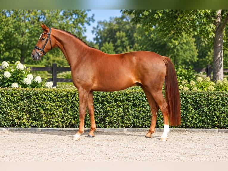 Oldenburg Castrone 4 Anni 169 cm Sauro scuro in Löningen