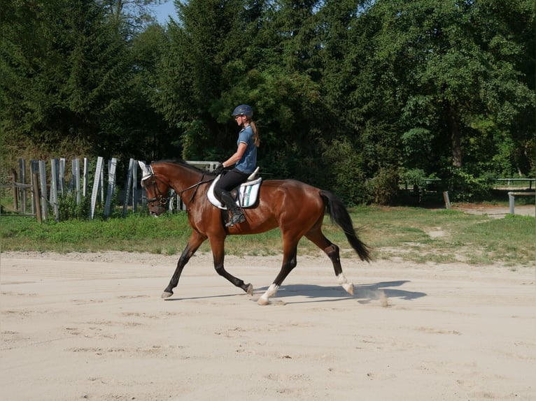Oldenburg Castrone 4 Anni 170 cm Baio in Sinzing