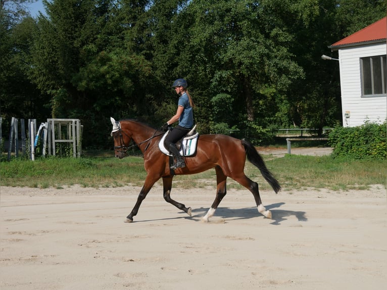 Oldenburg Castrone 4 Anni 170 cm Baio in Sinzing