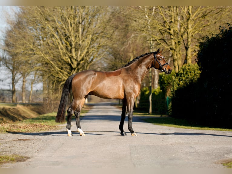 Oldenburg Castrone 4 Anni 170 cm Baio in Schapen