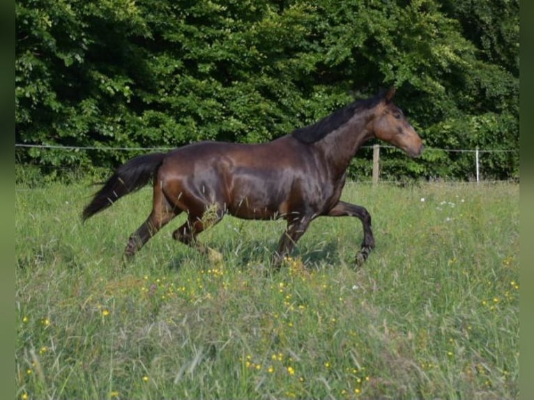 Oldenburg Castrone 4 Anni 170 cm Baio in Petershagen