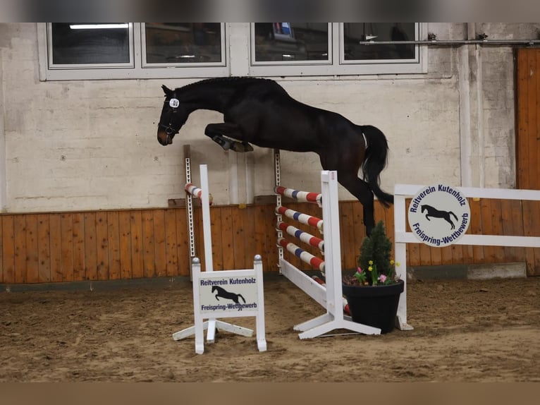 Oldenburg Castrone 4 Anni 170 cm Baio nero in Buxtehude