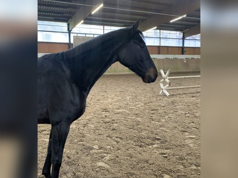 Oldenburg Castrone 4 Anni 170 cm Baio scuro in Barntrup