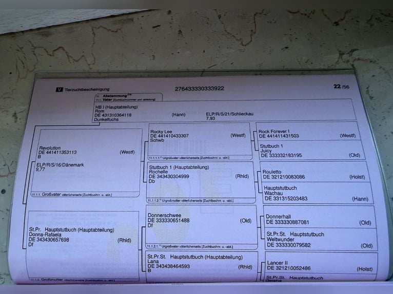 Oldenburg Castrone 4 Anni 170 cm Grigio in Wallenhorst