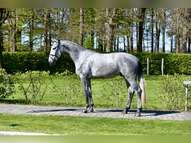 Oldenburg Castrone 4 Anni 170 cm Grigio in Vechta