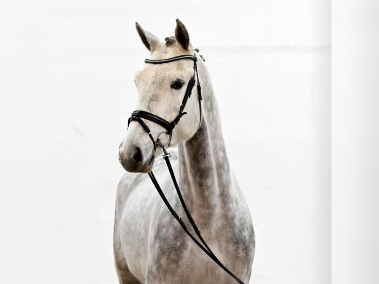 Oldenburg Castrone 4 Anni 170 cm Grigio in ROGOWNICA