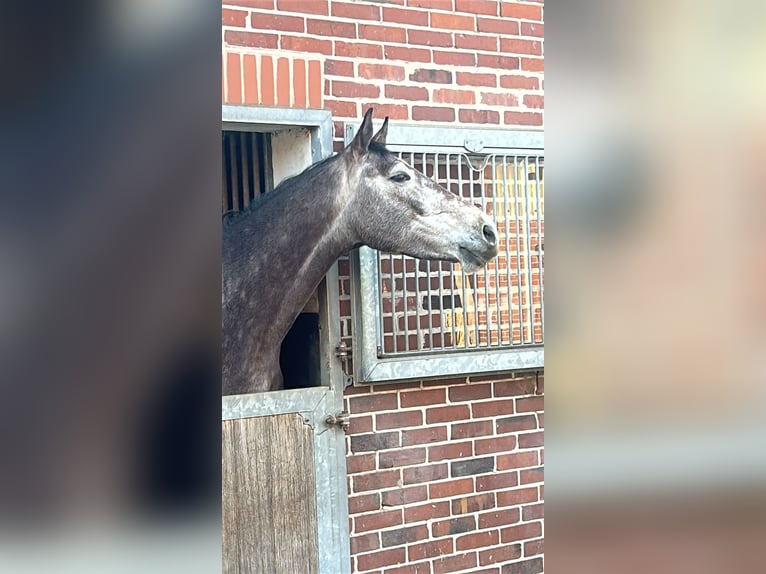 Oldenburg Castrone 4 Anni 170 cm Grigio in Nortrup