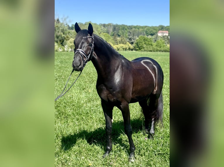 Oldenburg Castrone 4 Anni 170 cm Morello in Crespiere