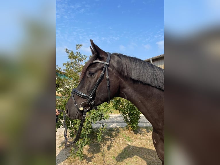 Oldenburg Castrone 4 Anni 170 cm Morello in Dallgow-Döberitz