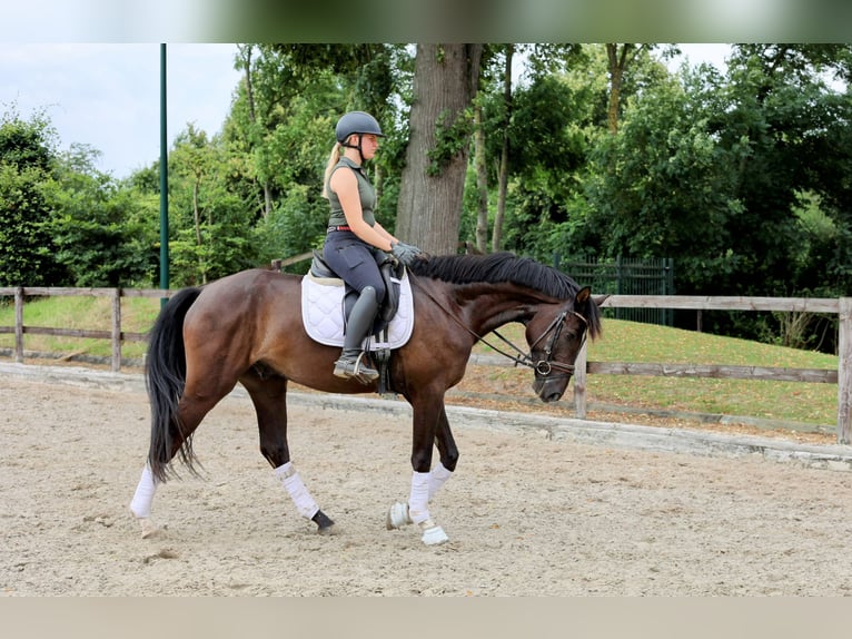 Oldenburg Castrone 4 Anni 170 cm Morello in Kempen