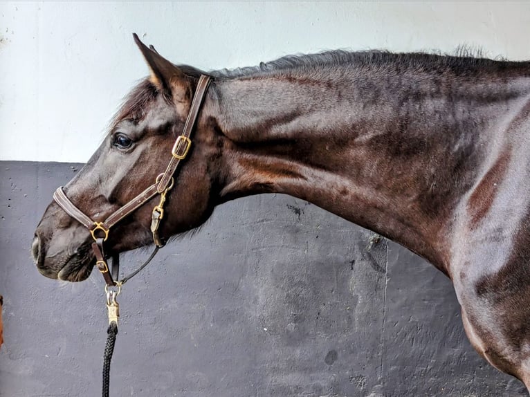 Oldenburg Castrone 4 Anni 170 cm Morello in Kempen